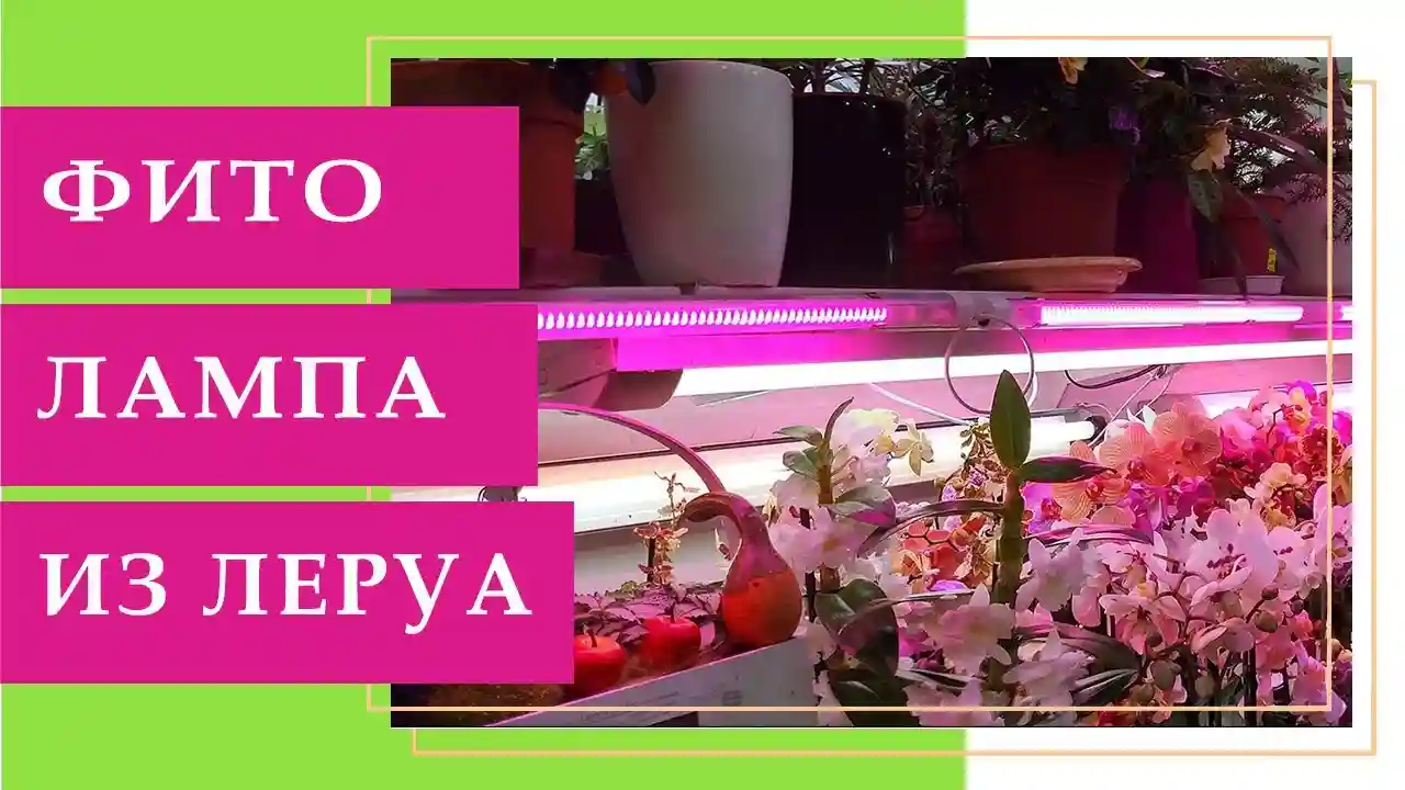 Где приобрести фитолампы Леруа Мерлен